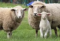 Twee schapen en een lam