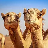 Combi-dekbed Cammello-Figura met kameelhaar Vulling