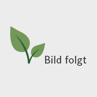 Beuken, wengé gebeitst