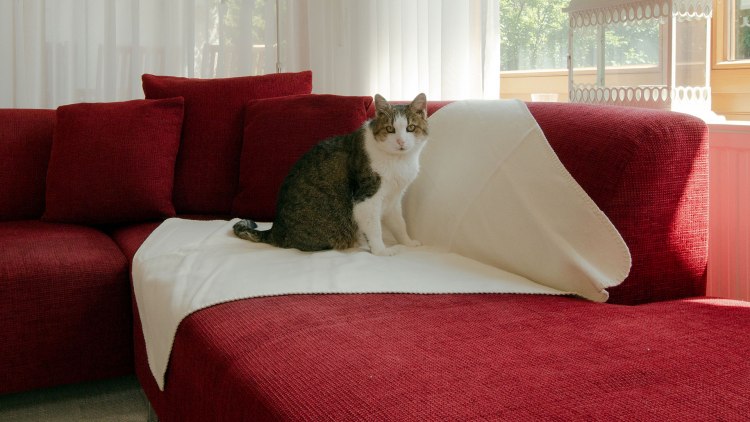 Calina- knuffelzachte, flexibele ligplek voor de poes die tegelijk uw meubels beschermt